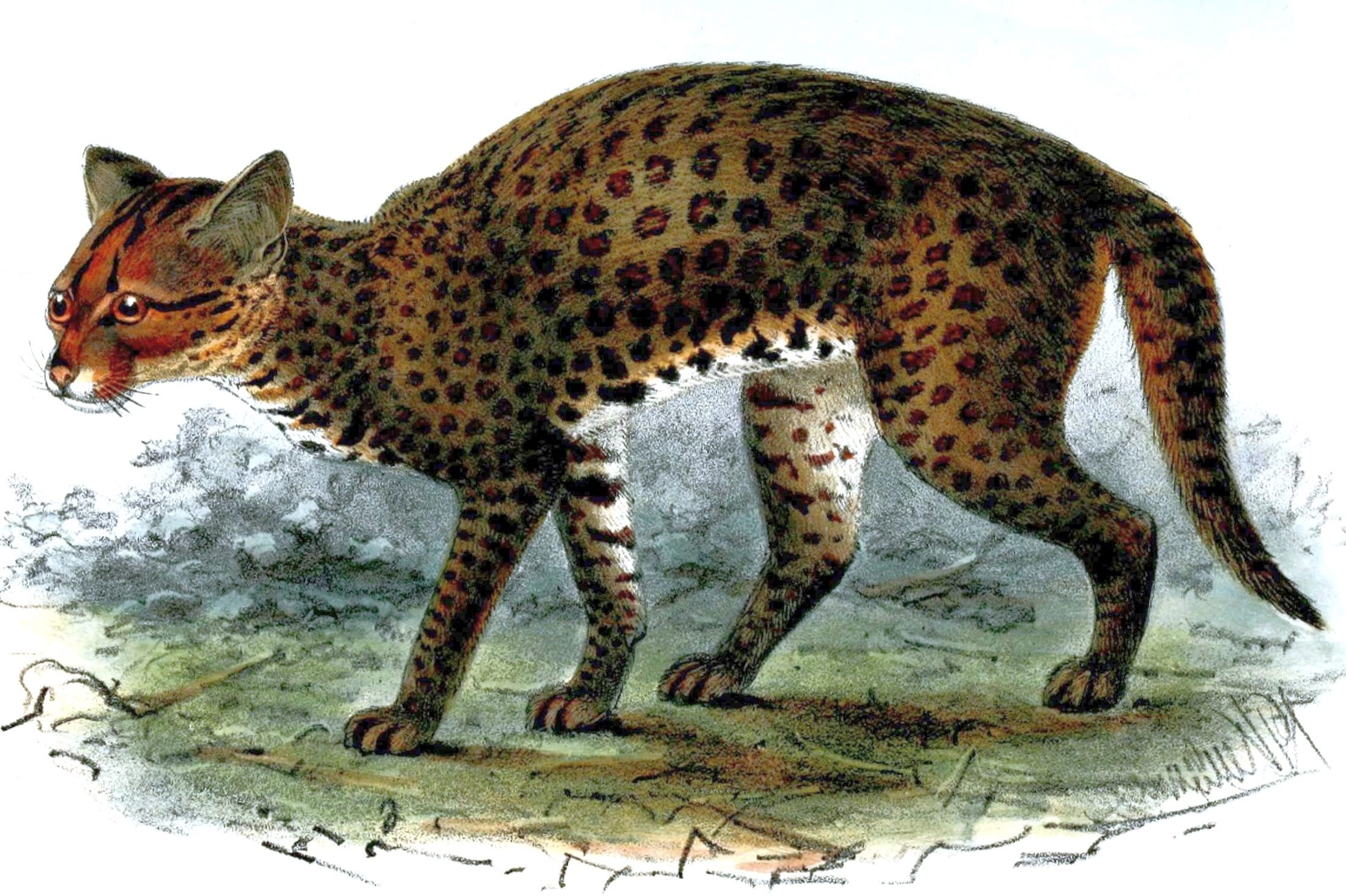 A richly spotted African golden cat in an 1873 zoological illustration by John Gerrard Keulemans