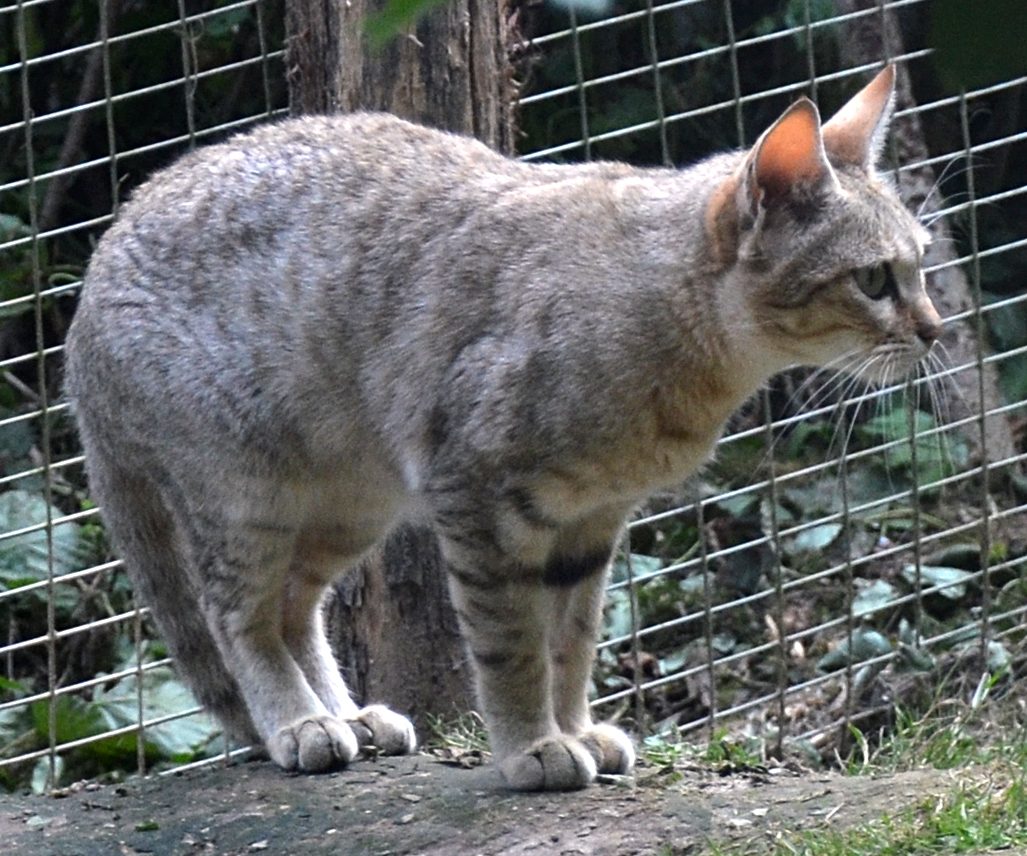 A captive Afro-Asiatic wildcat at Parc des Félins in France