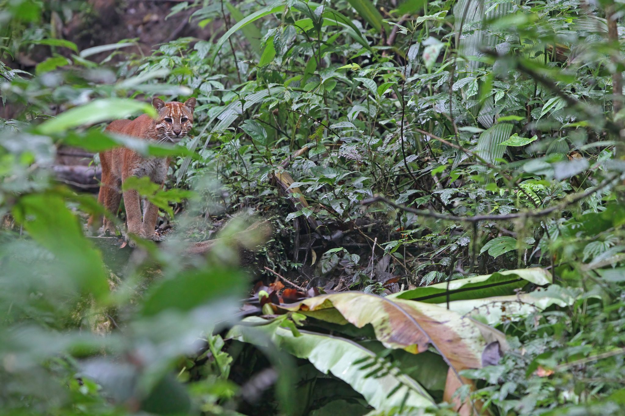 A wild reddish Asian golden cat standing among dense green rainforest vegetation in Kerinci Seblat, Indonesia