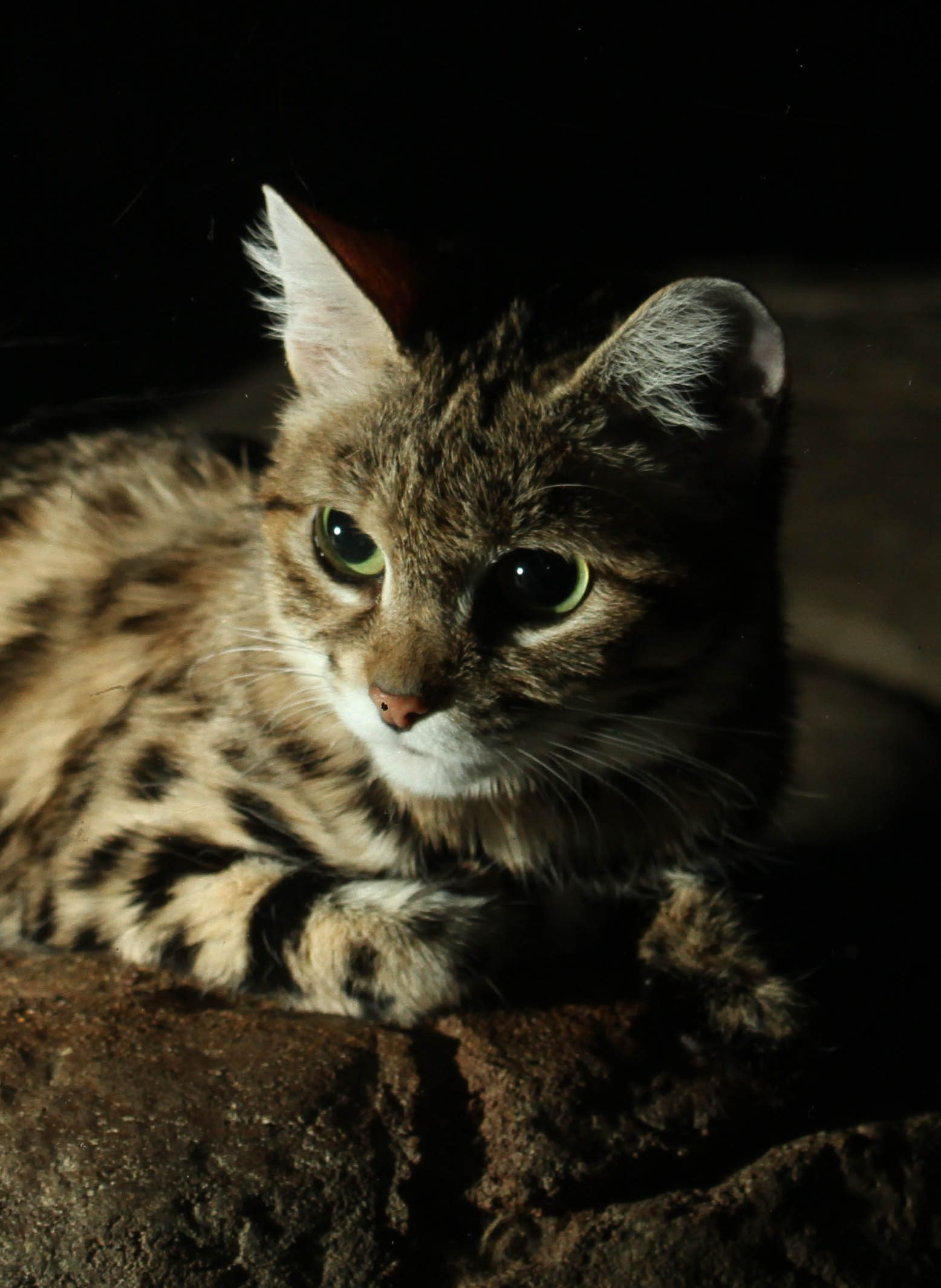 A captive black-footed cat resting at Cincinnati Zoo