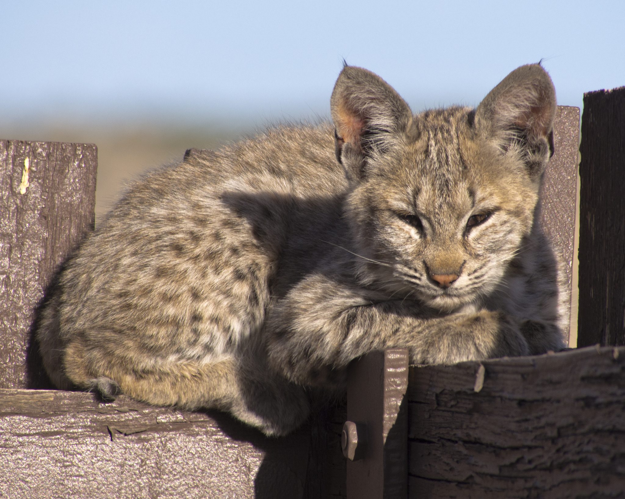 A wild young bobcat resting in sunlight on a wooden structure in rural Utah
