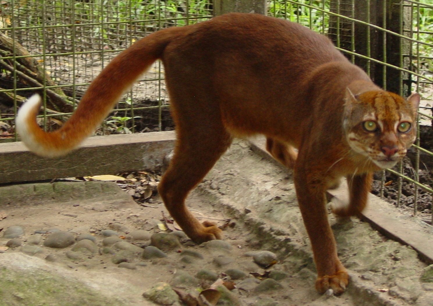 A captive Bornean bay cat photographed in Sarawak in 2005
