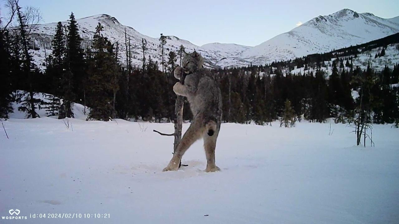 A wild Canada lynx carrying a snowshoe hare across deep snow in the mountains near Anchorage, Alaska