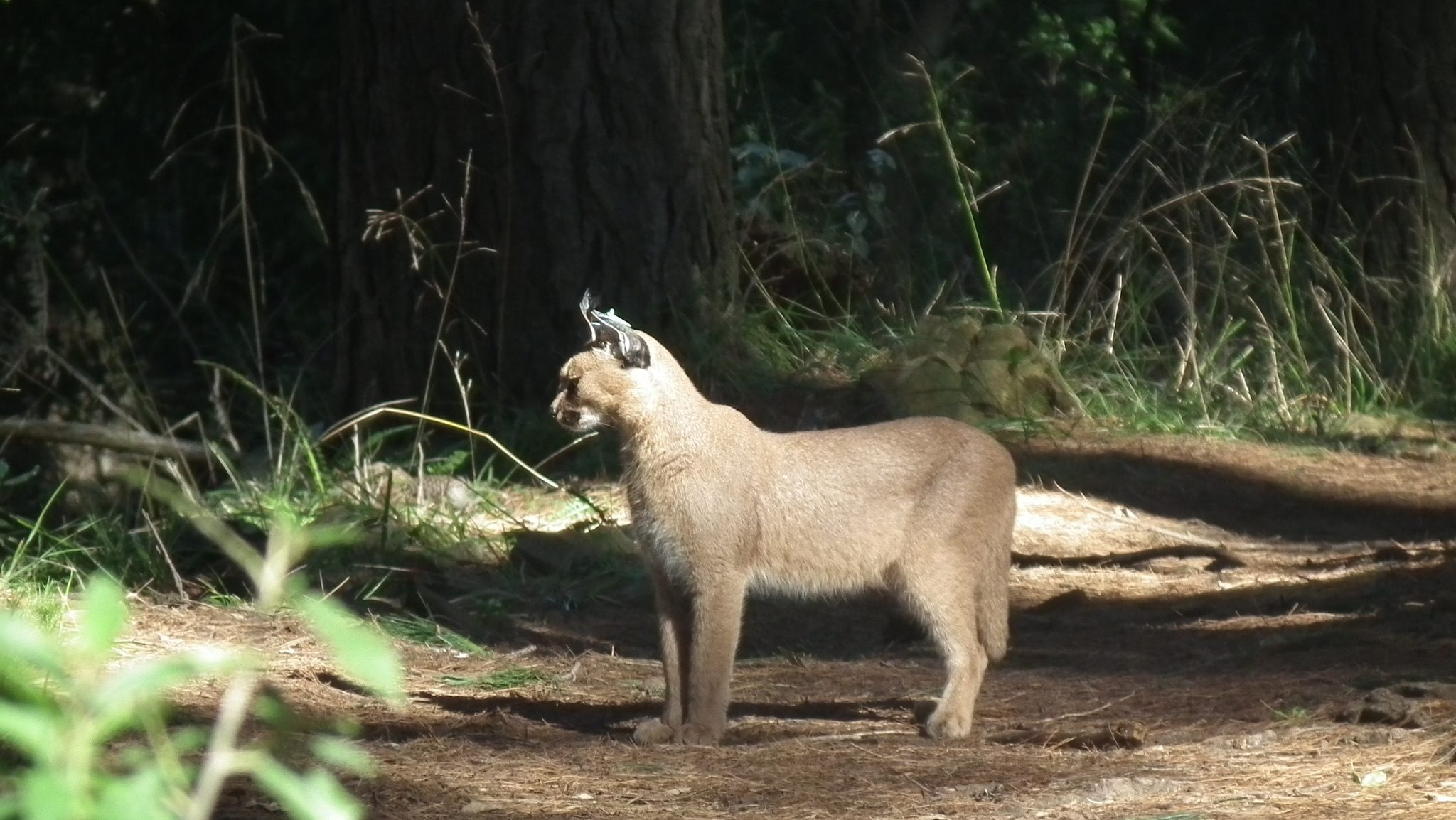 A wild caracal standing in a shaft of sunlight at the wooded edge of Table Mountain in South Africa