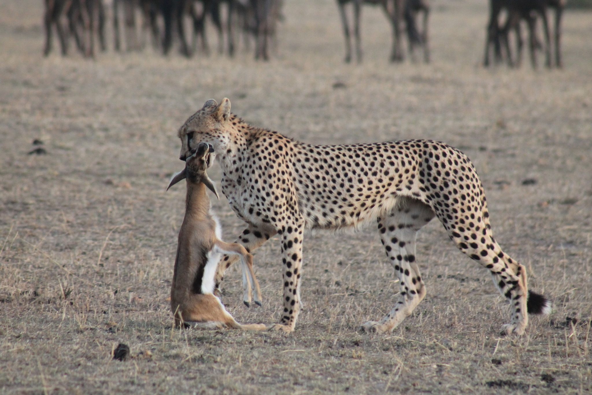 A wild cheetah holding a freshly caught gazelle on open grassland in Kenya