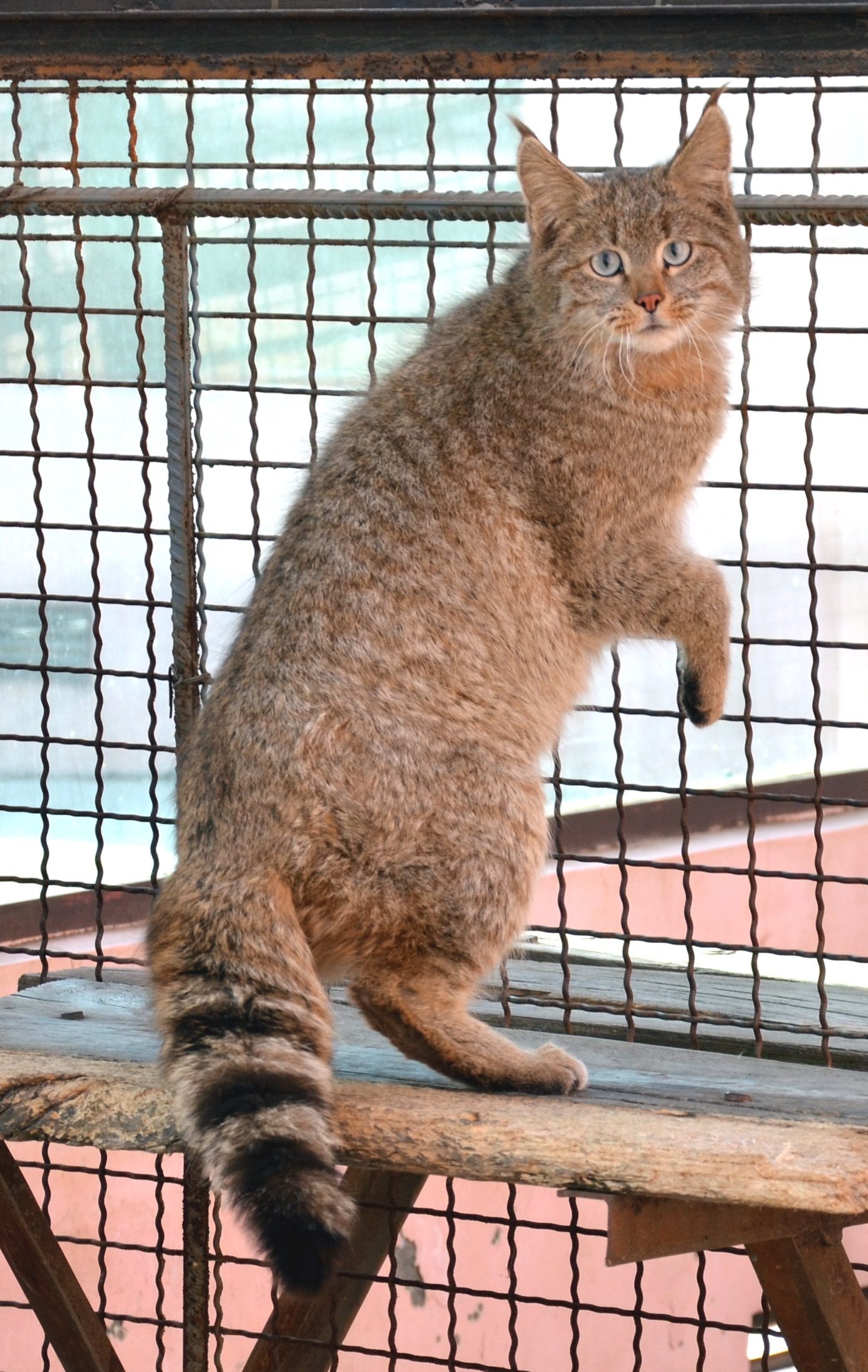 A captive Chinese mountain cat at Xining Wildlife Park