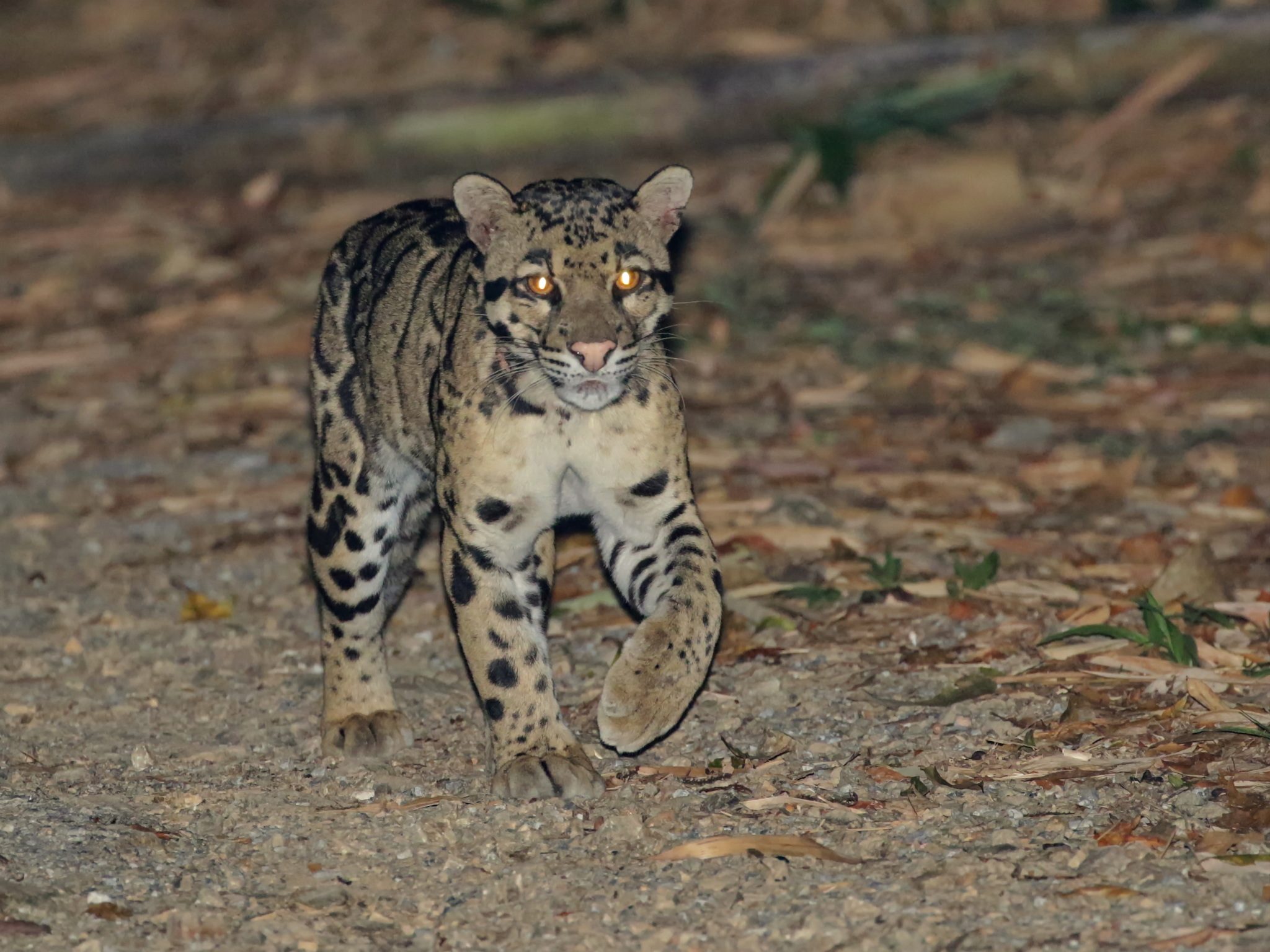 A wild mainland clouded leopard facing a night camera on a forest floor in Thailand