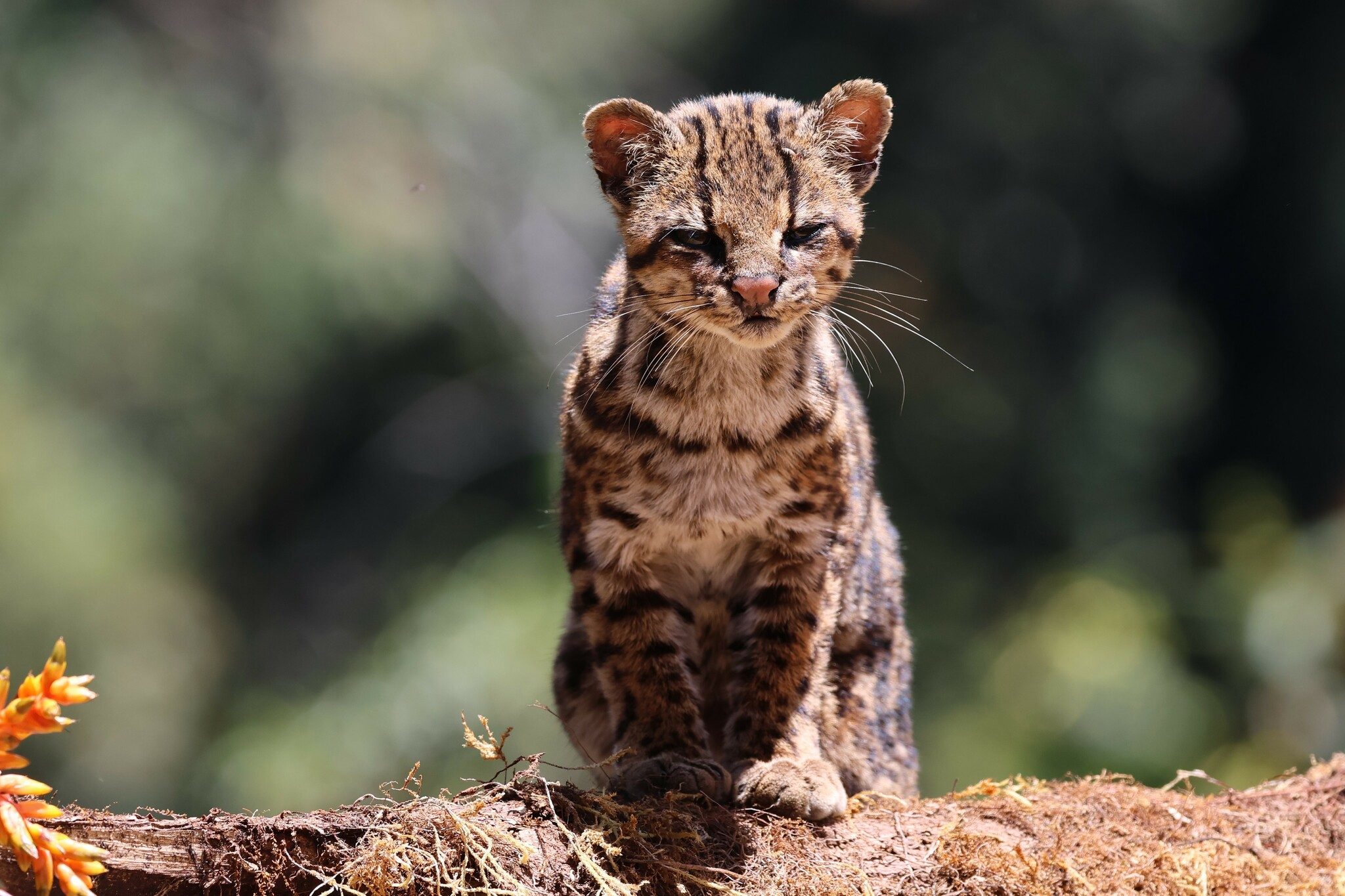 A wild clouded tiger cat standing on a mossy log in Colombia