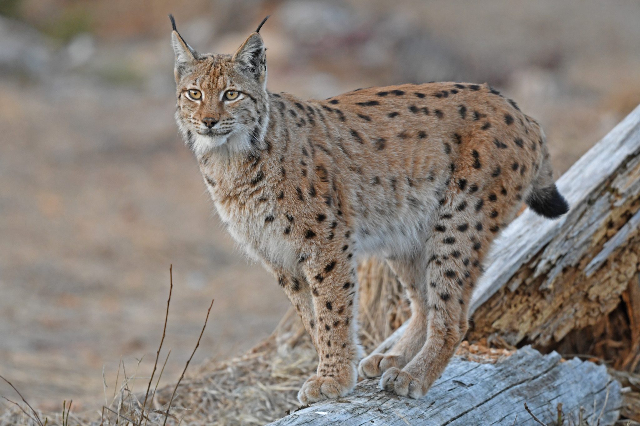 A wild spotted Eurasian lynx standing on a fallen tree in Bavaria, Germany