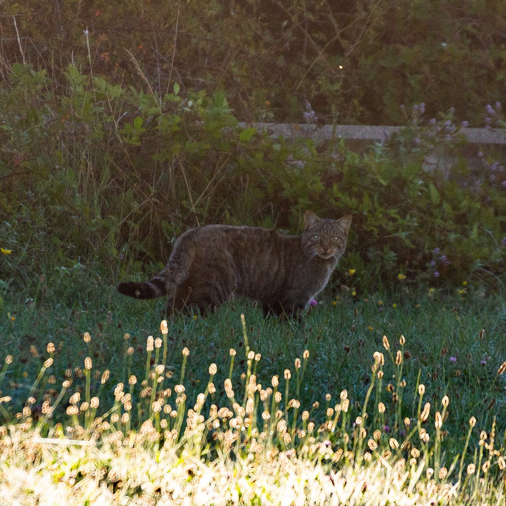 A wild European wildcat moving through vegetation in northern Spain