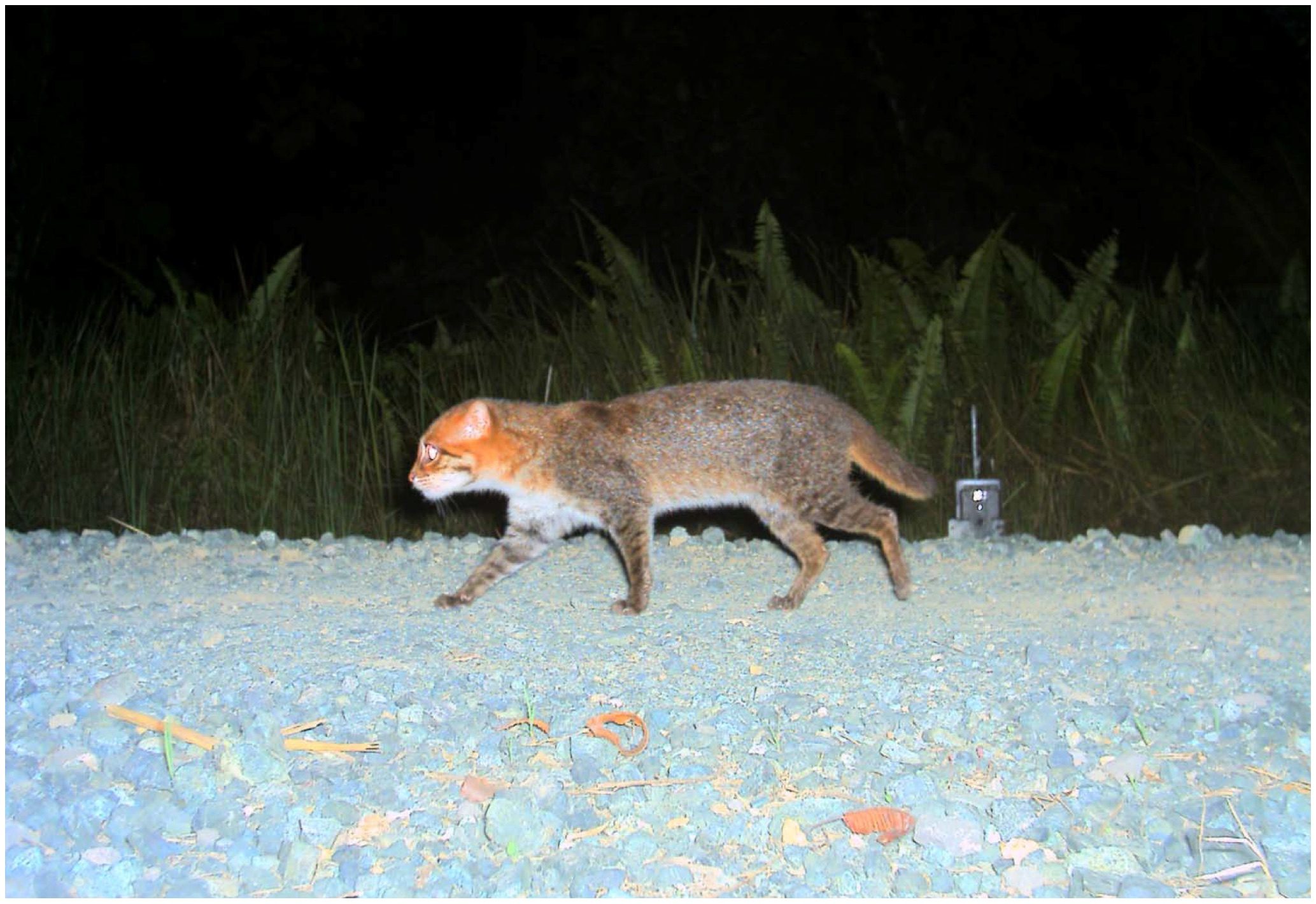 A wild flat-headed cat recorded by a camera trap beside wet forest in Sabah