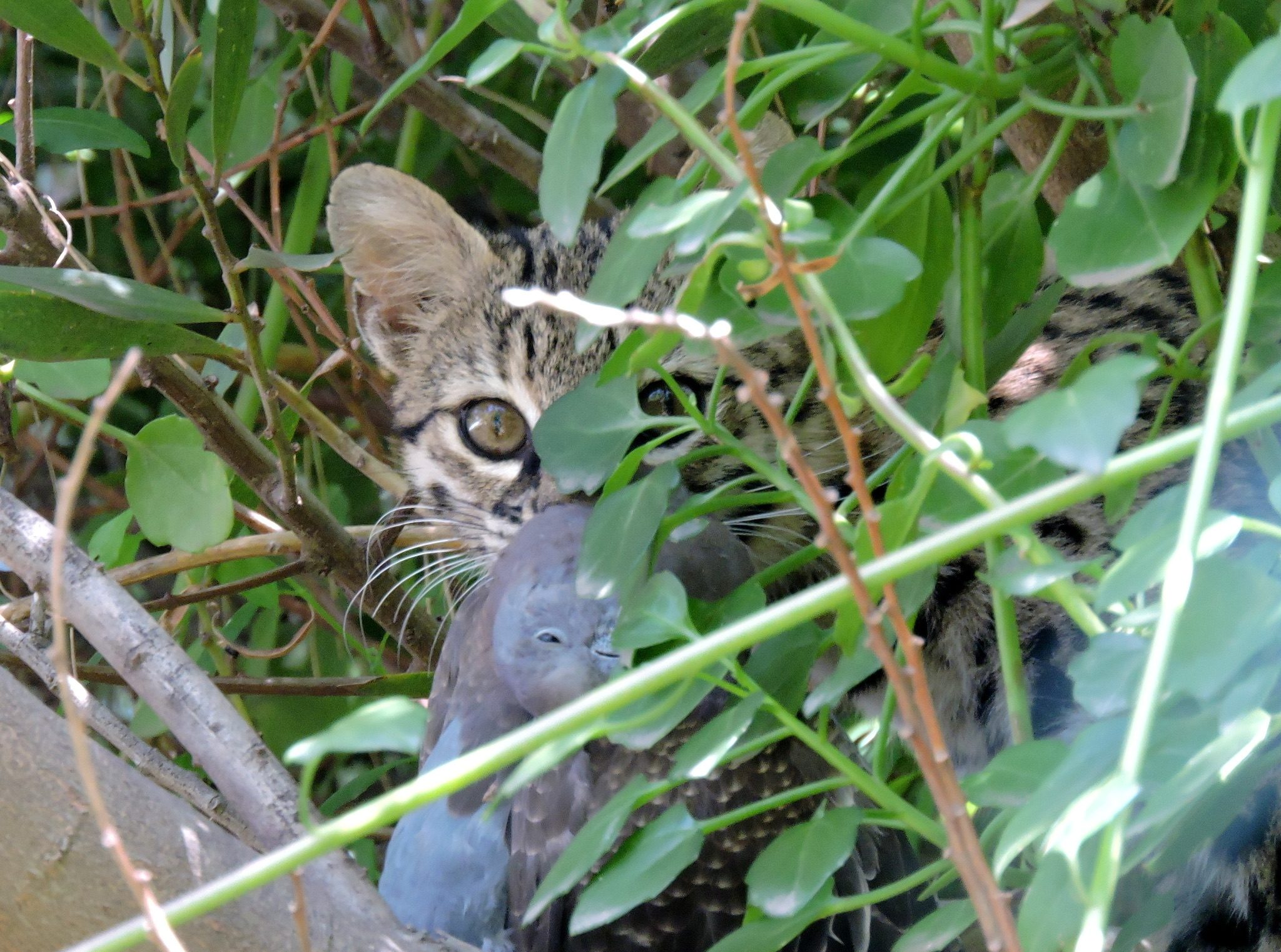 A wild Geoffroy’s cat with prey in coastal Argentina