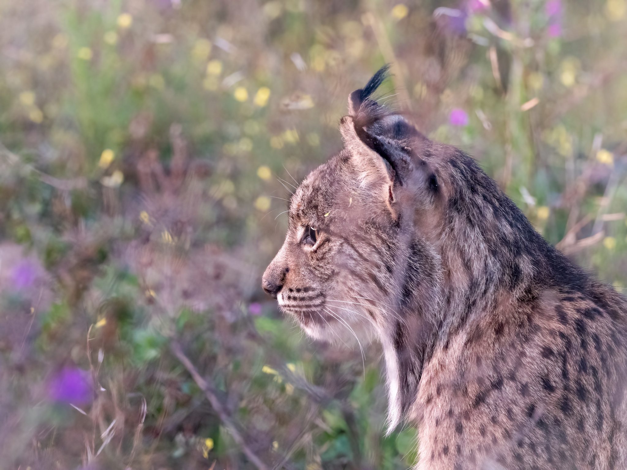 A wild Iberian lynx in profile among spring wildflowers in Sevilla, Spain