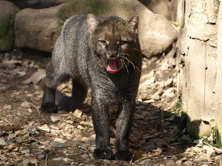 A captive grey jaguarundi at Zoo Děčín in the Czech Republic