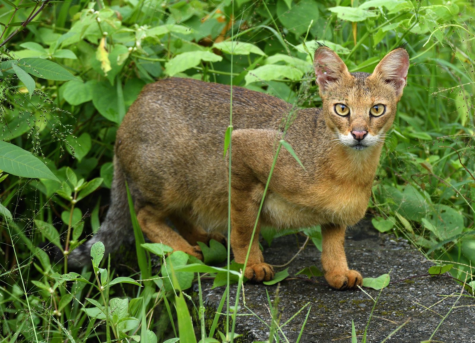 A wild jungle cat standing among lush low vegetation in Chengamanad, Kerala, India