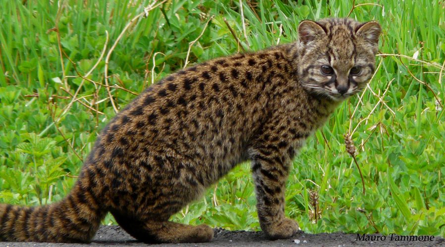 A wild kodkod walking through Puyehue National Park in Chile