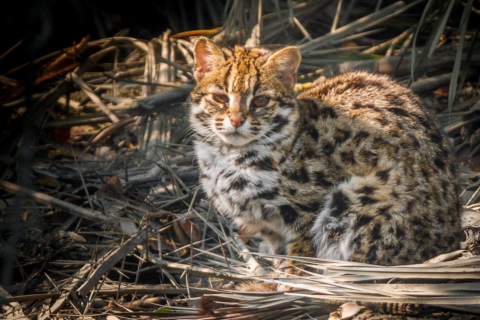 A wild mainland leopard cat sitting in the Sundarban Tiger Reserve in India