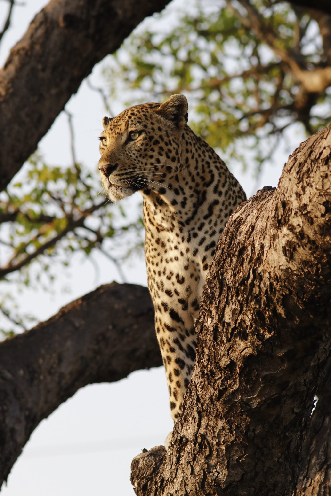 A wild leopard looking from the fork of a large tree in Mpumalanga, South Africa