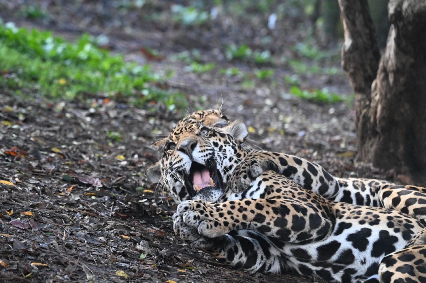A captive jaguar resting and yawning