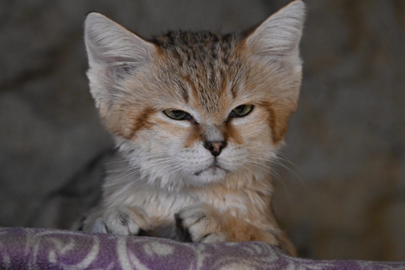 A captive sand cat looking toward the camera