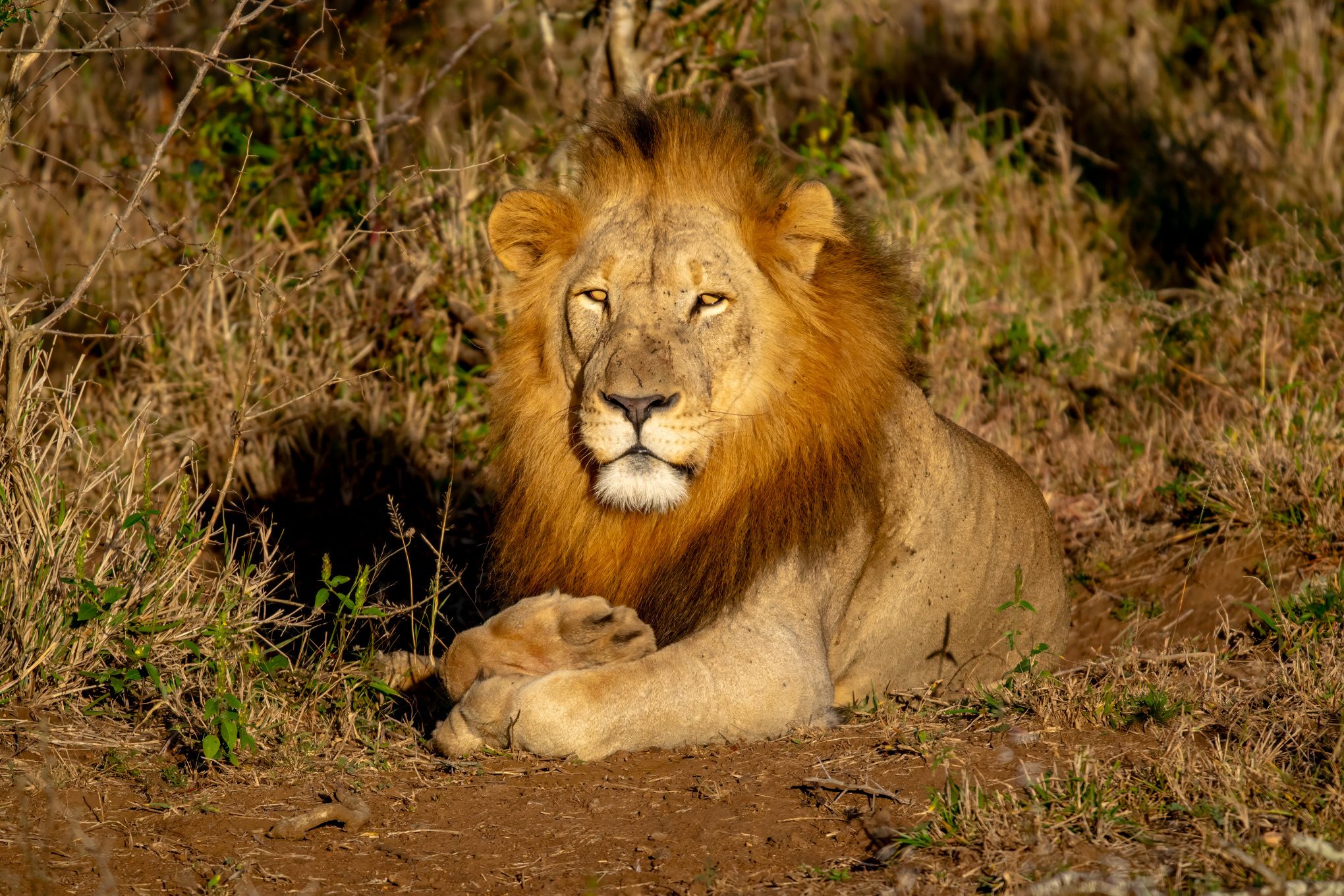 A wild adult male lion resting in grass in KwaZulu-Natal, South Africa