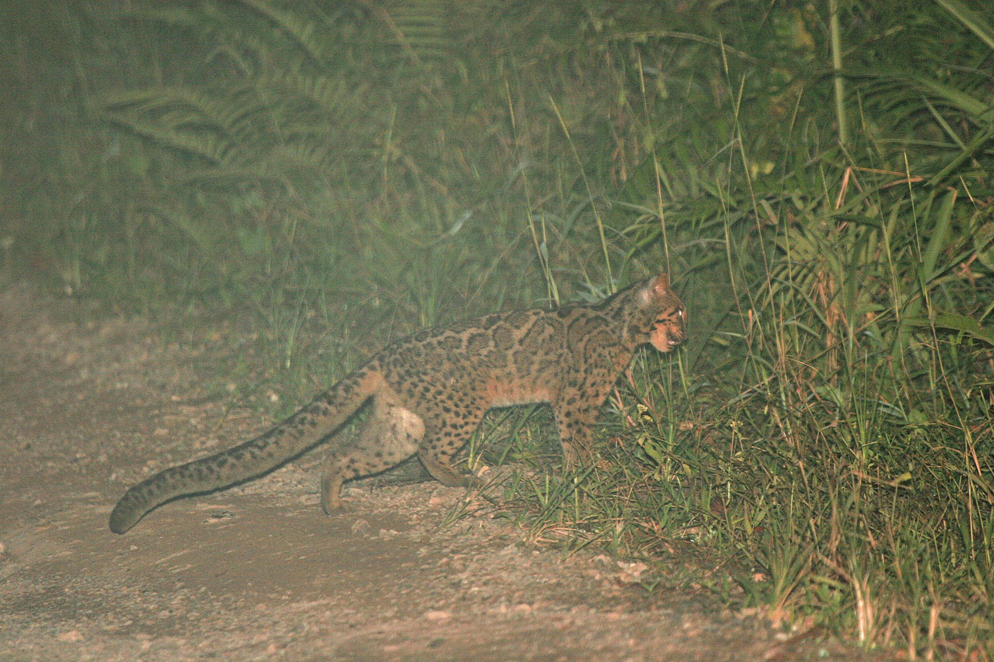 A wild marbled cat crossing a forest track in Sabah, Malaysia, with its long tail extended