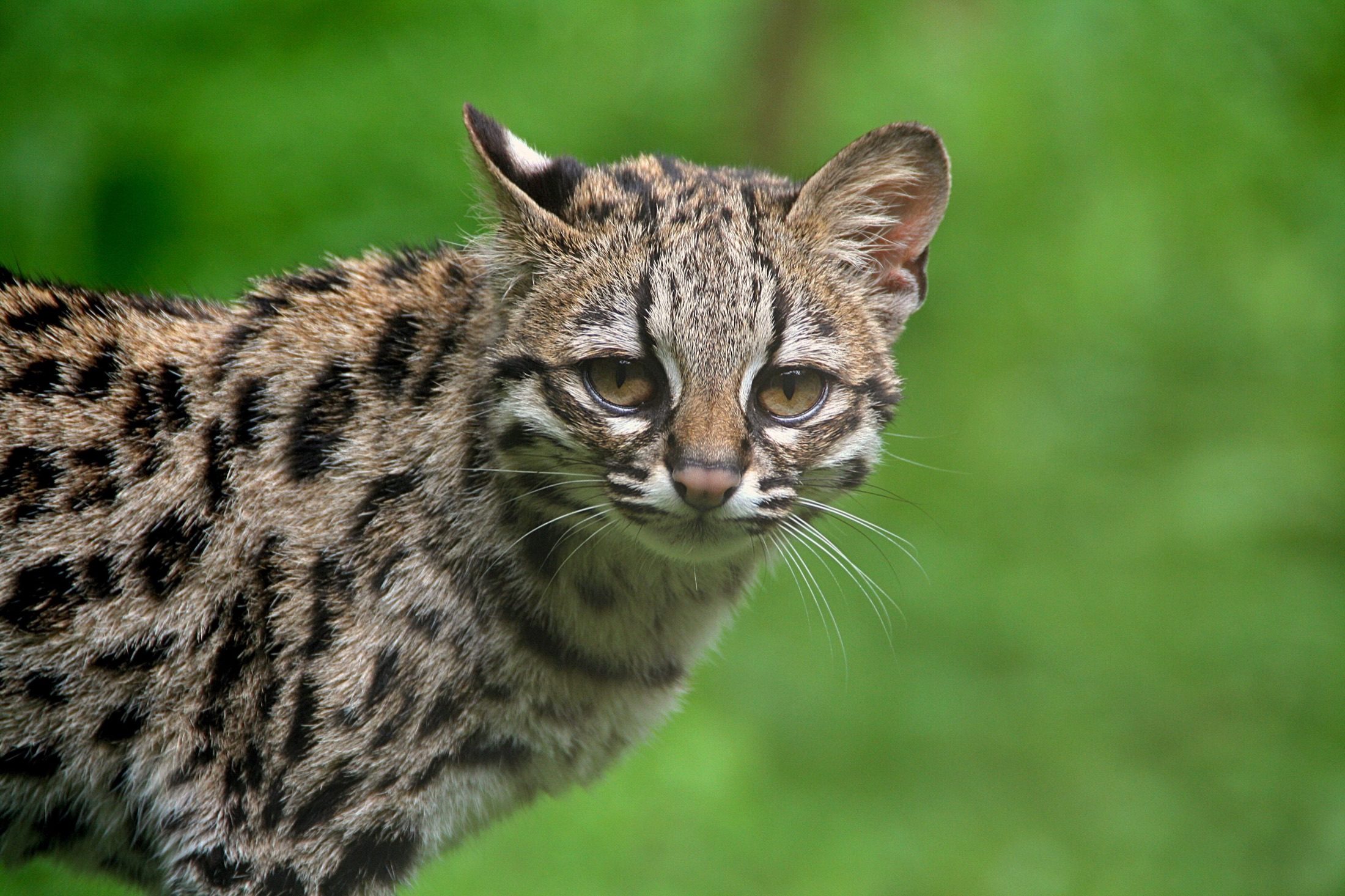 A captive margay at Parc des Félins in France