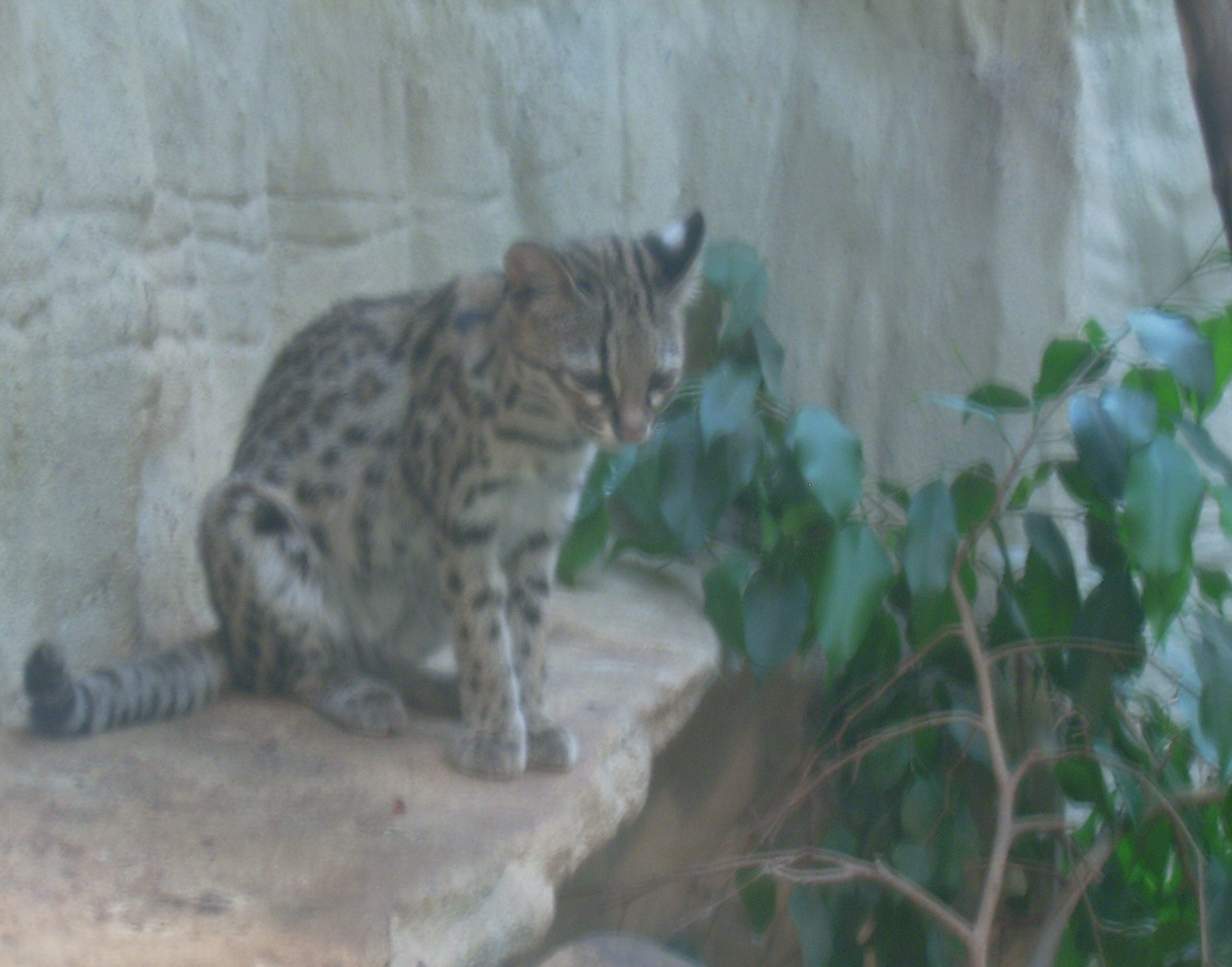 A captive northern tiger cat at Prague Zoo