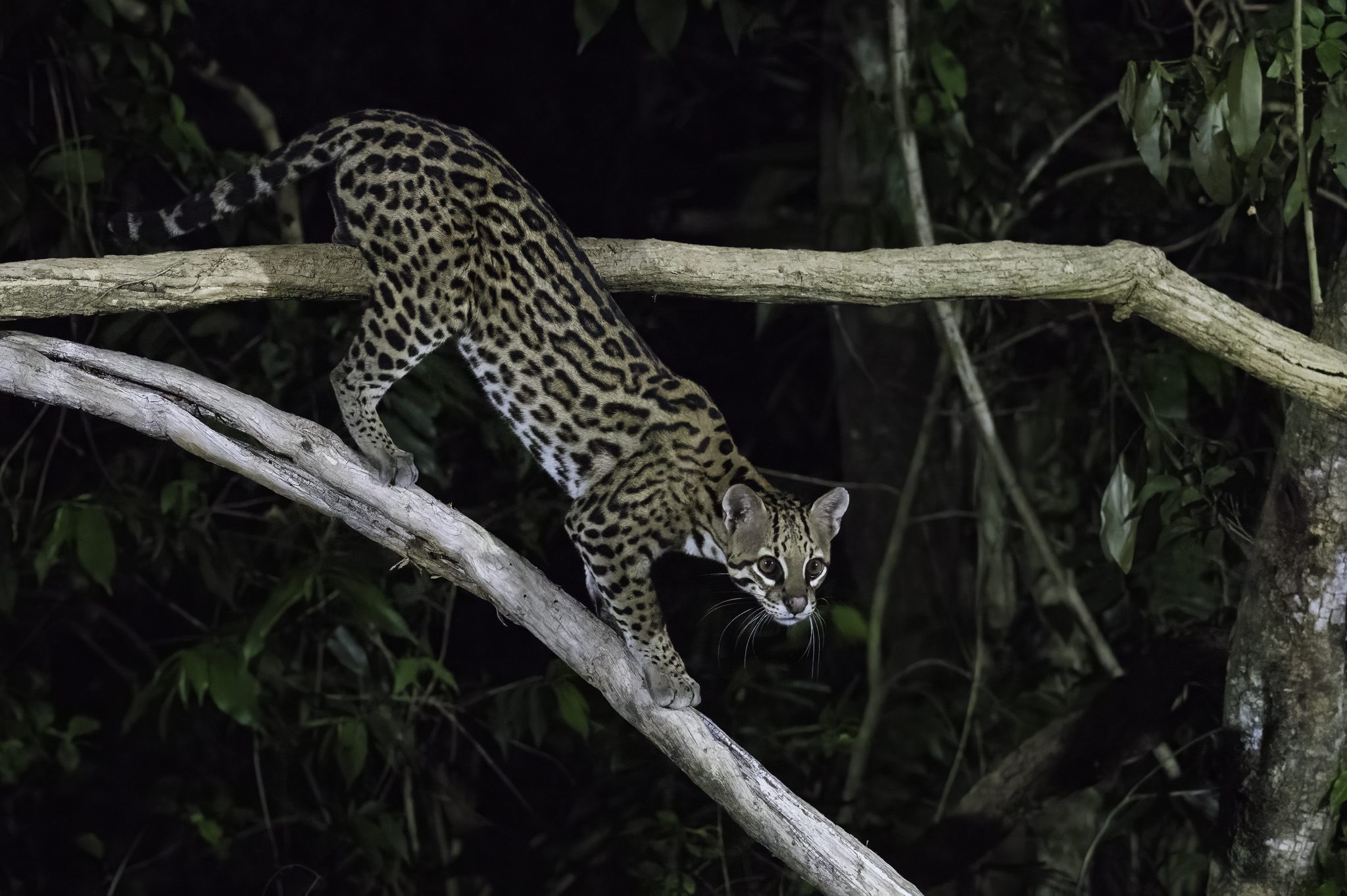 A wild ocelot stepping down through branches in dense forest near Poconé, Brazil