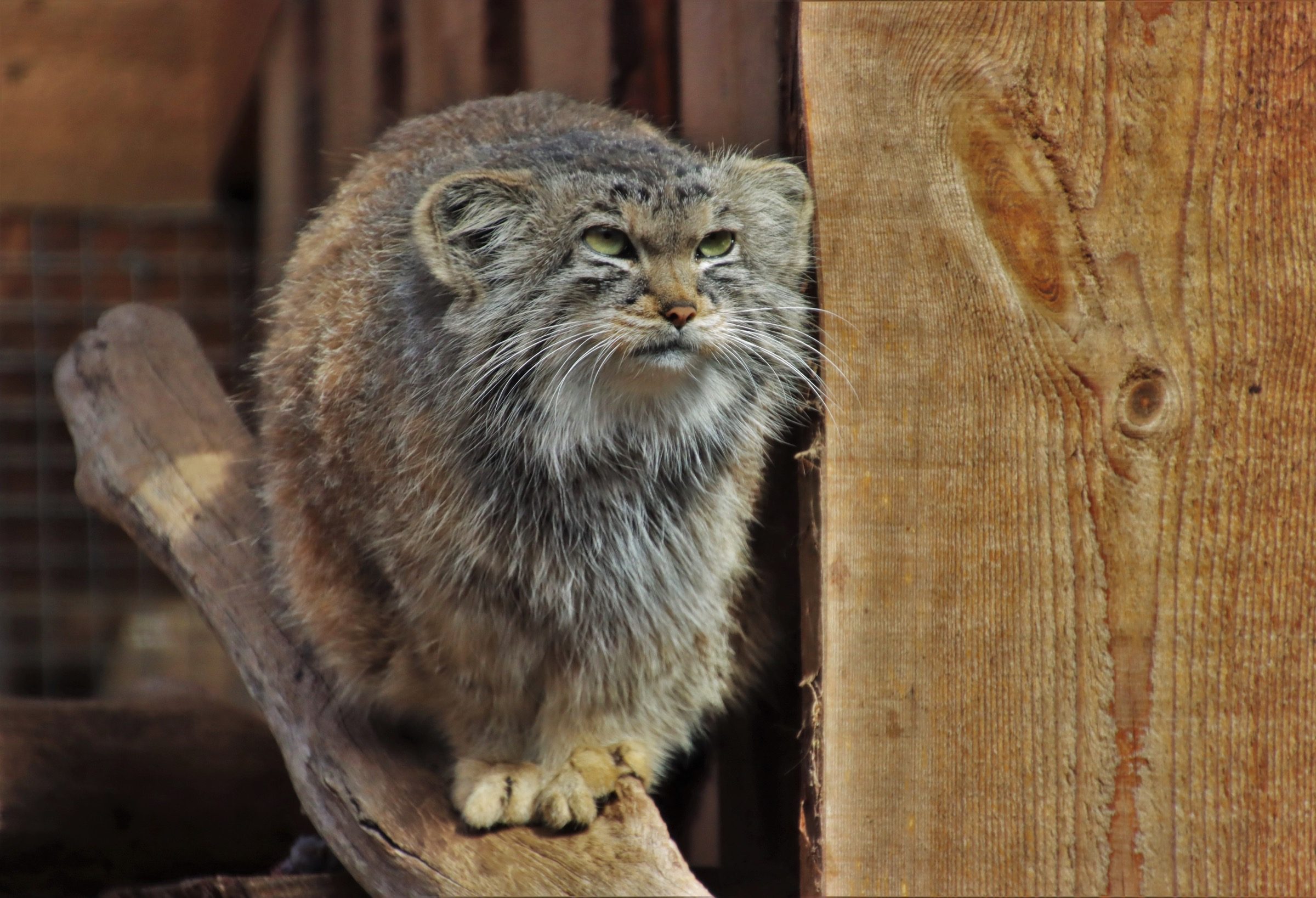 A captive Pallas’s cat at Tallinn Zoo