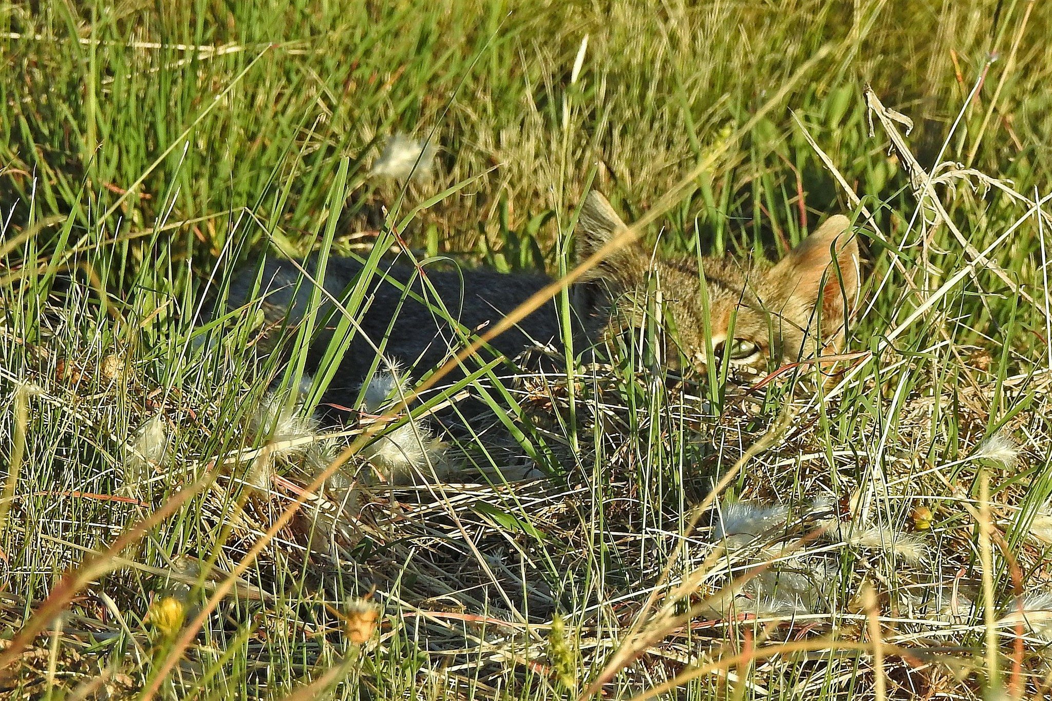 A wild southern form of the pampas cat complex in Argentina