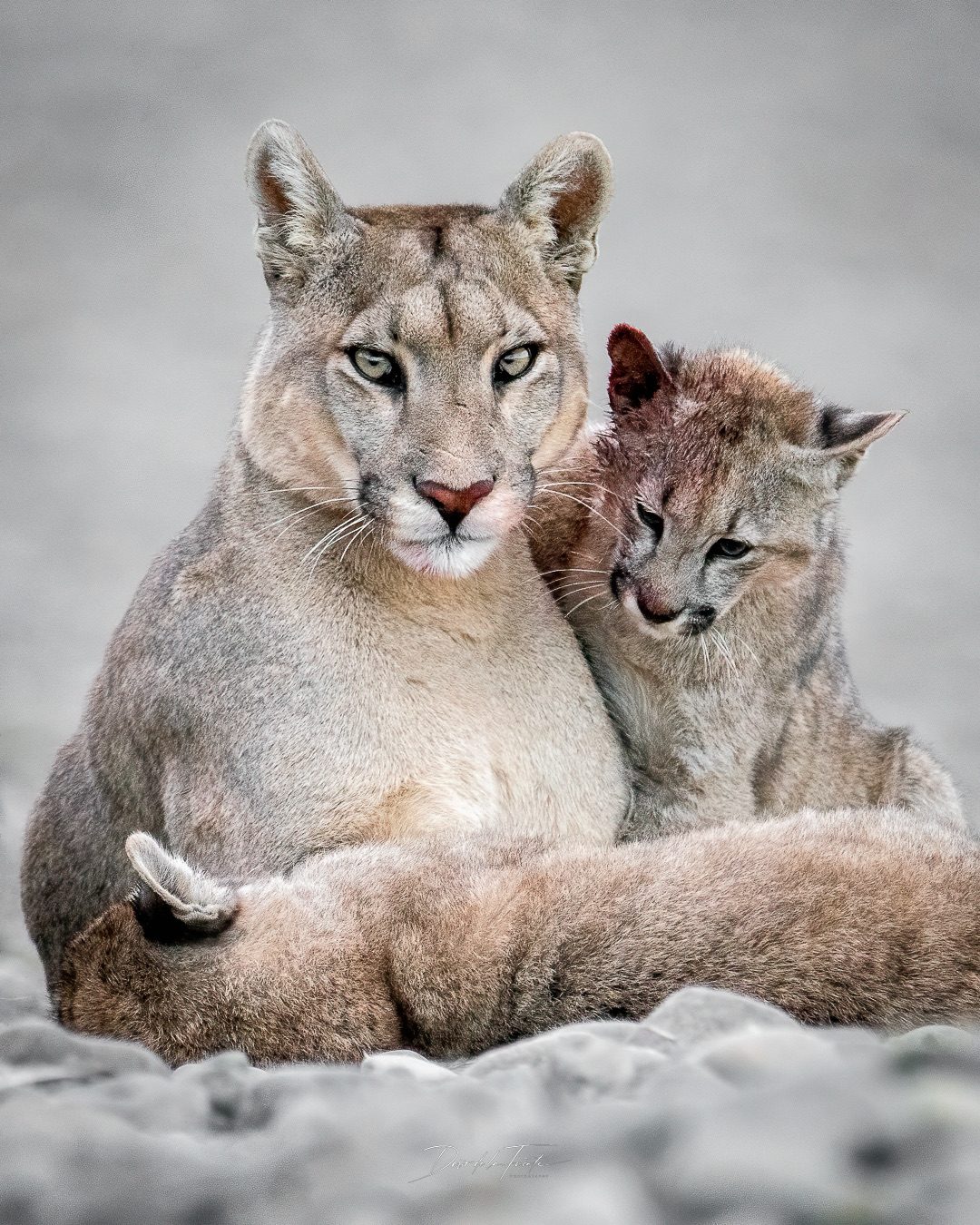 A wild puma mother resting closely with two cubs in Chilean Patagonia
