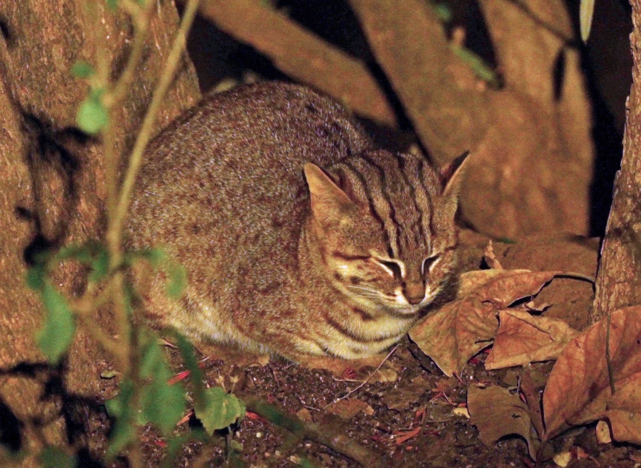 A wild rusty-spotted cat crouching among dry leaves at night in India