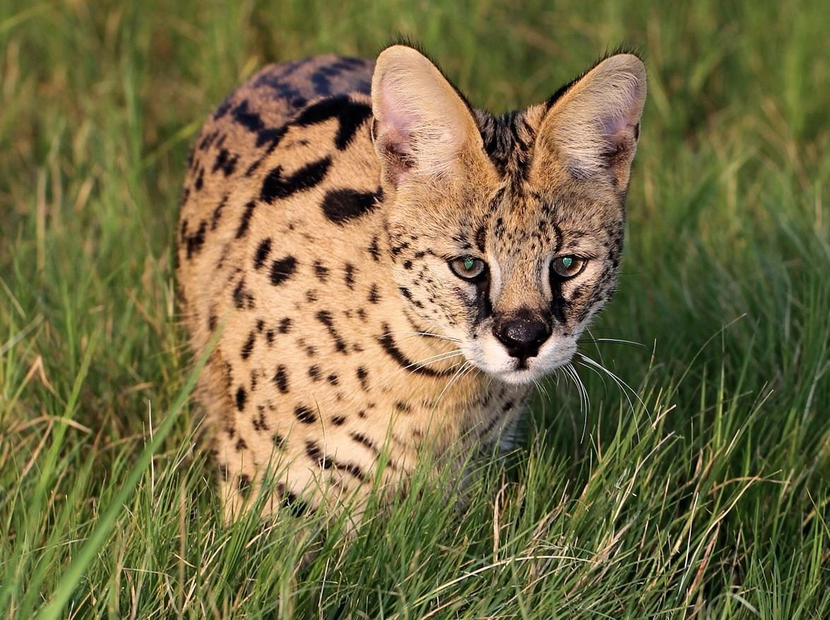 A wild spotted serval moving head-on through green grass beside the Blyde River in South Africa