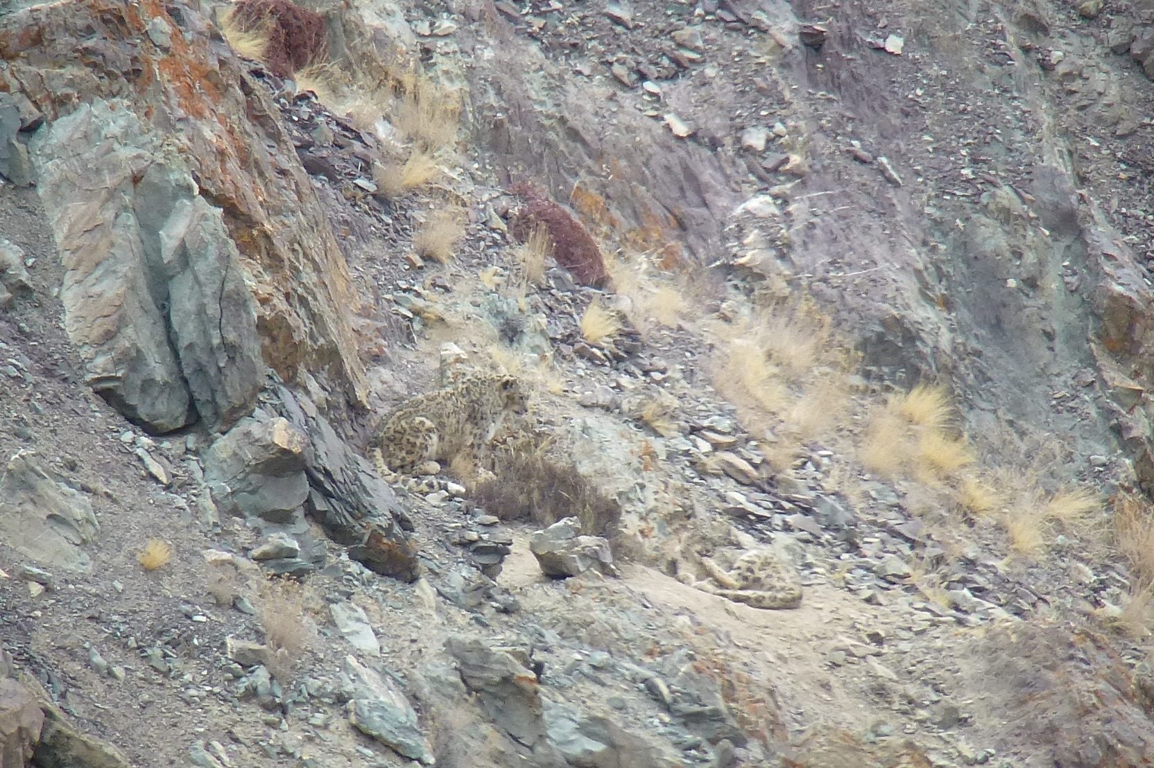 A wild snow leopard resting almost invisibly among rocky slopes in Ladakh, India