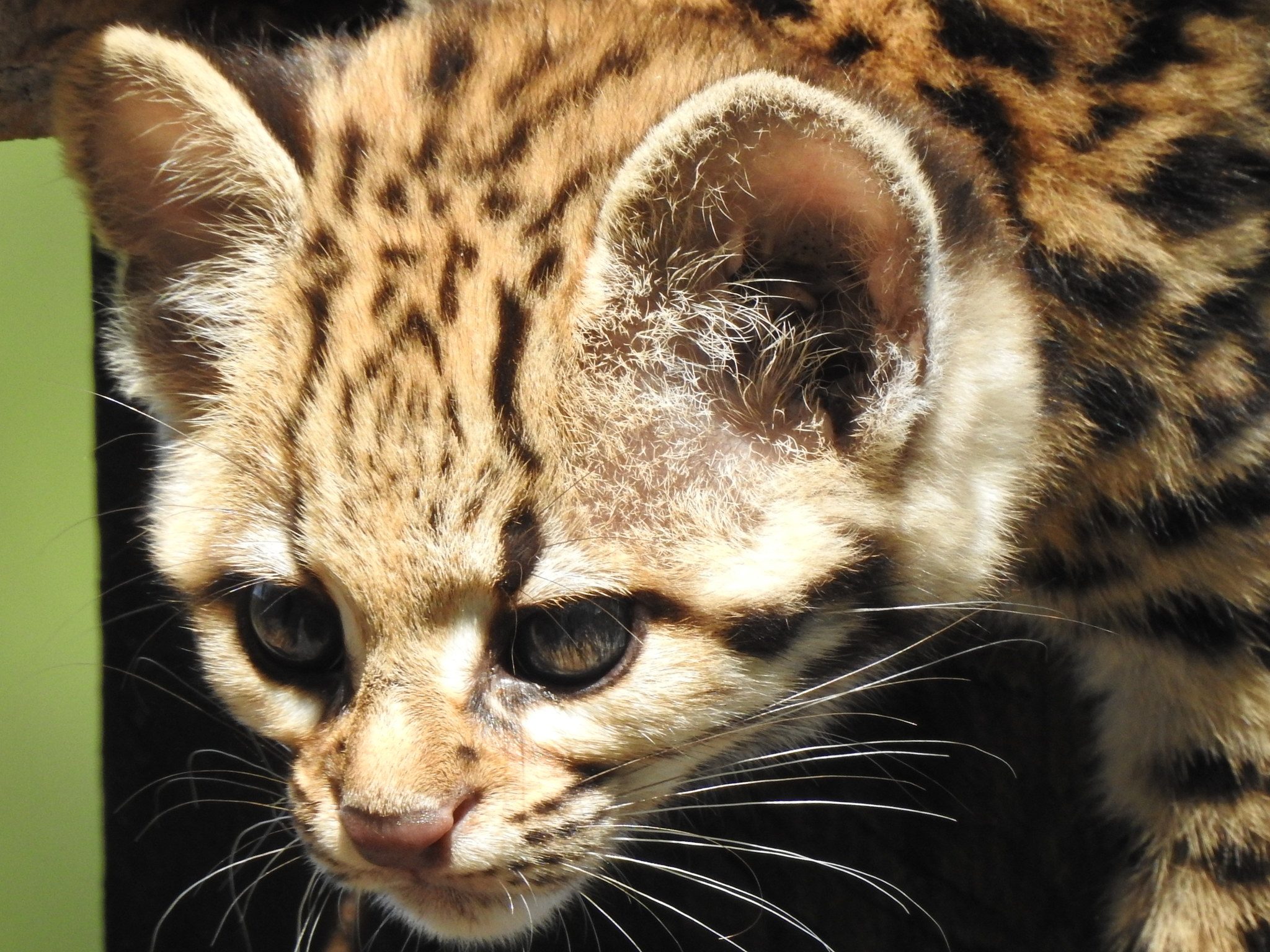 A wild southern tiger cat photographed at close range in Paraguay