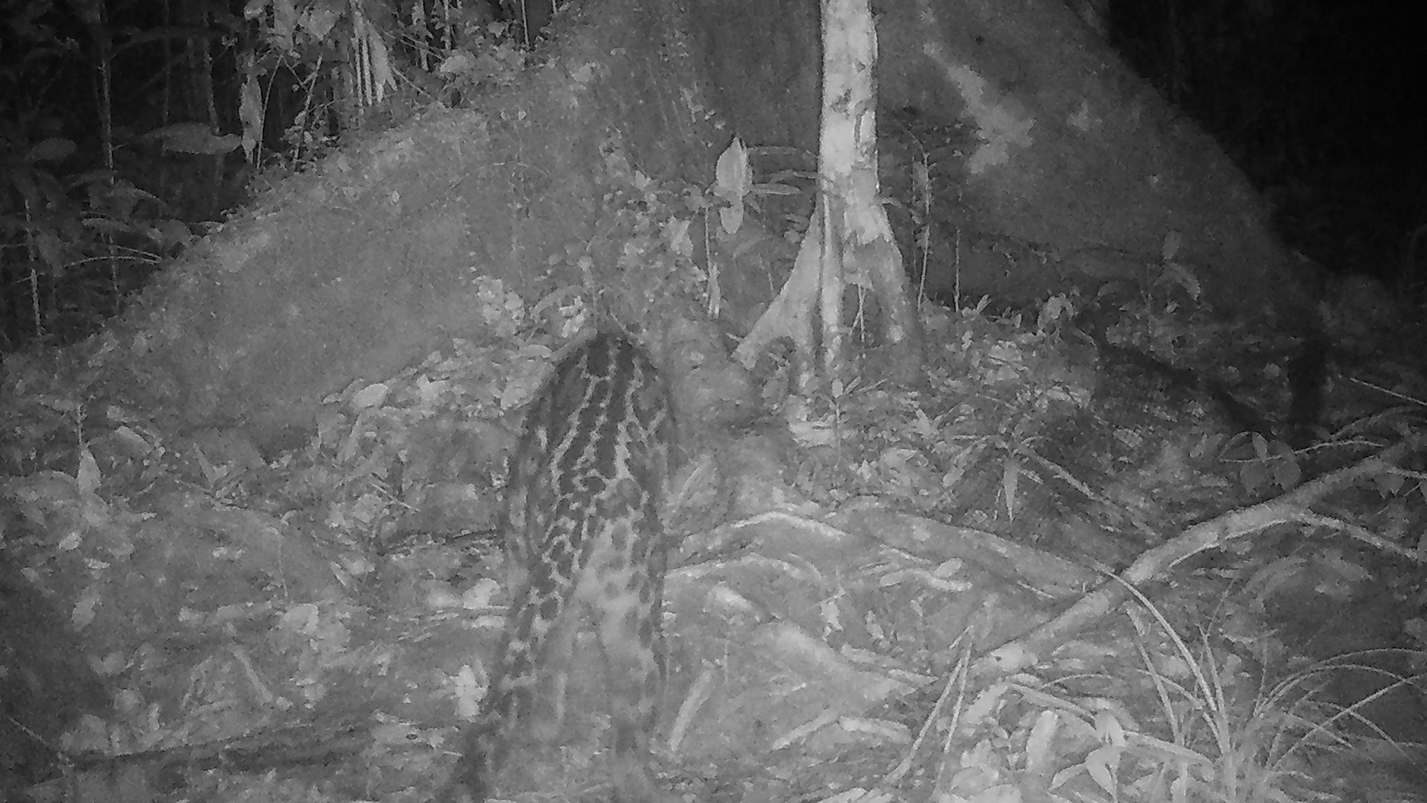 A wild Sunda clouded leopard recorded by an infrared camera trap in a Central Kalimantan forest