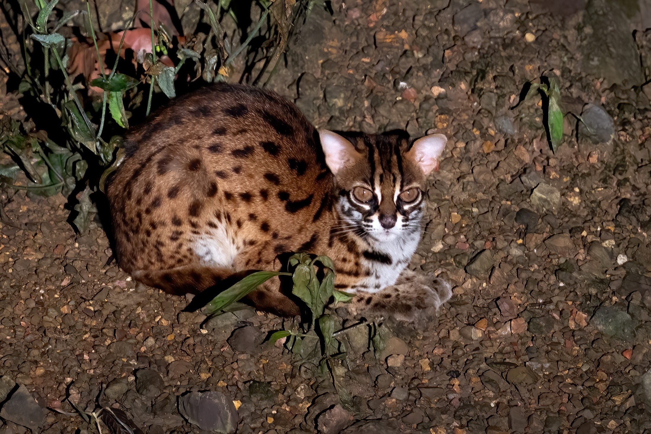 A wild Sunda leopard cat crouching at night in Tabin Wildlife Reserve, Sabah