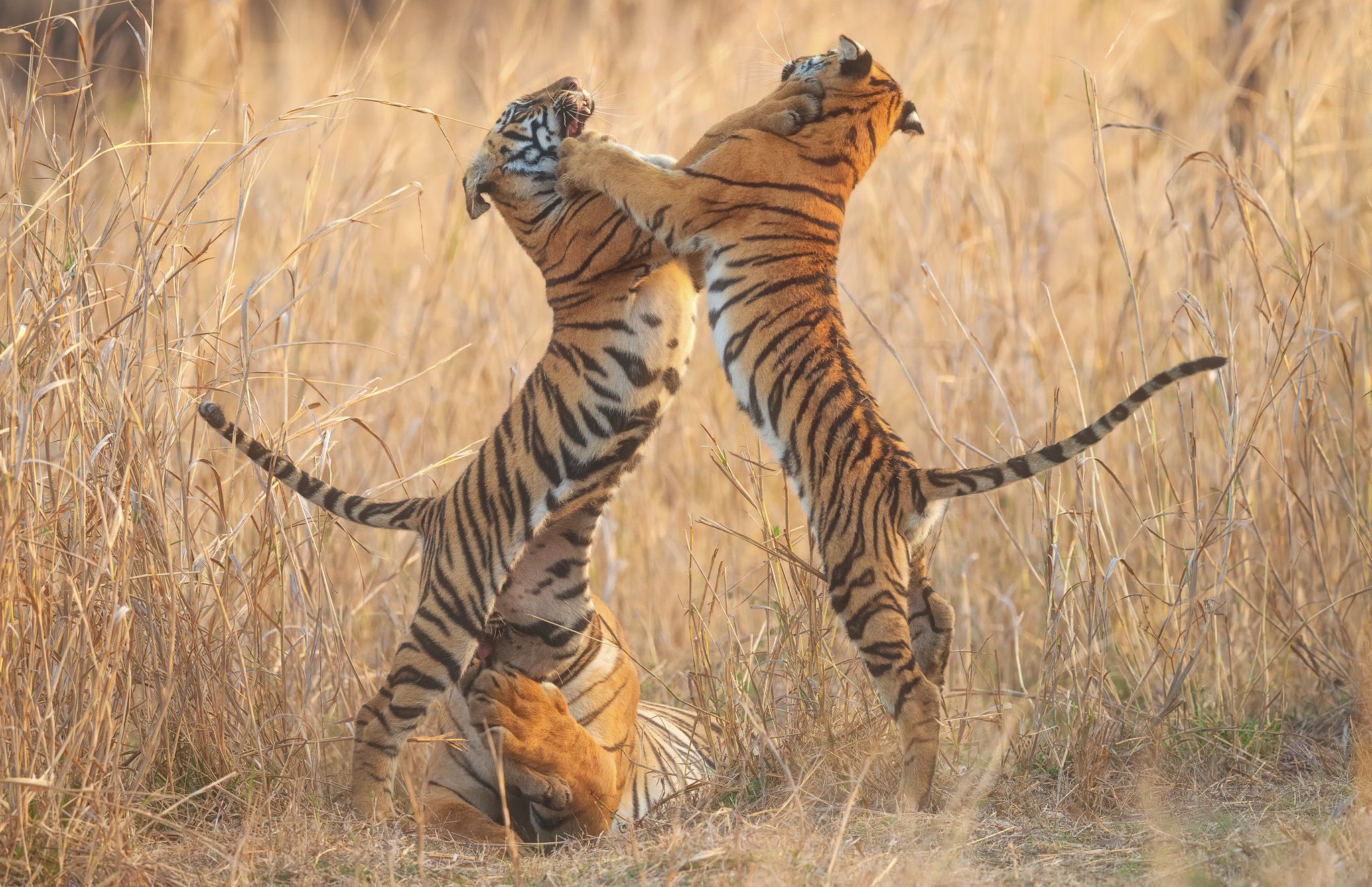Three wild tigers interacting in tall grass in Maharashtra, India
