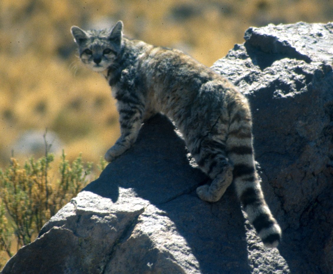 A wild Andean mountain cat standing on a rock in the high Andes