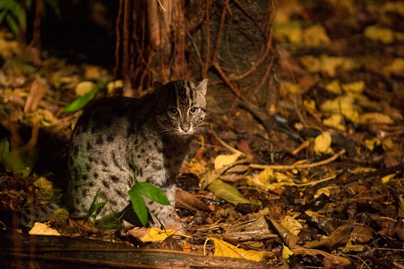 A fishing cat beside water at Singapore Night Safari