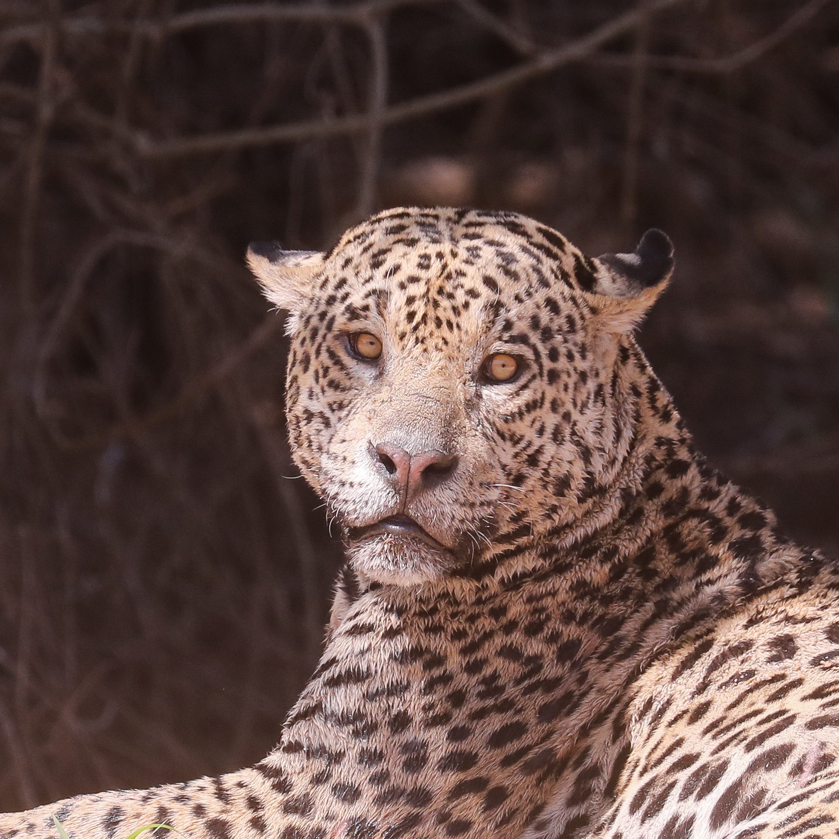 A wild jaguar looking toward the camera in the Pantanal of Brazil