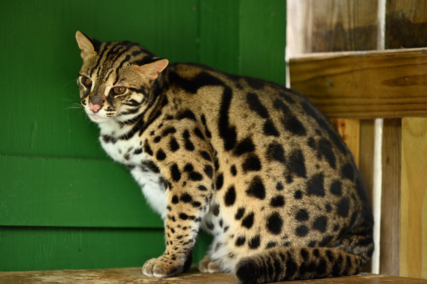 A captive asian leopard cat photographed by a Zoo-EV volunteer