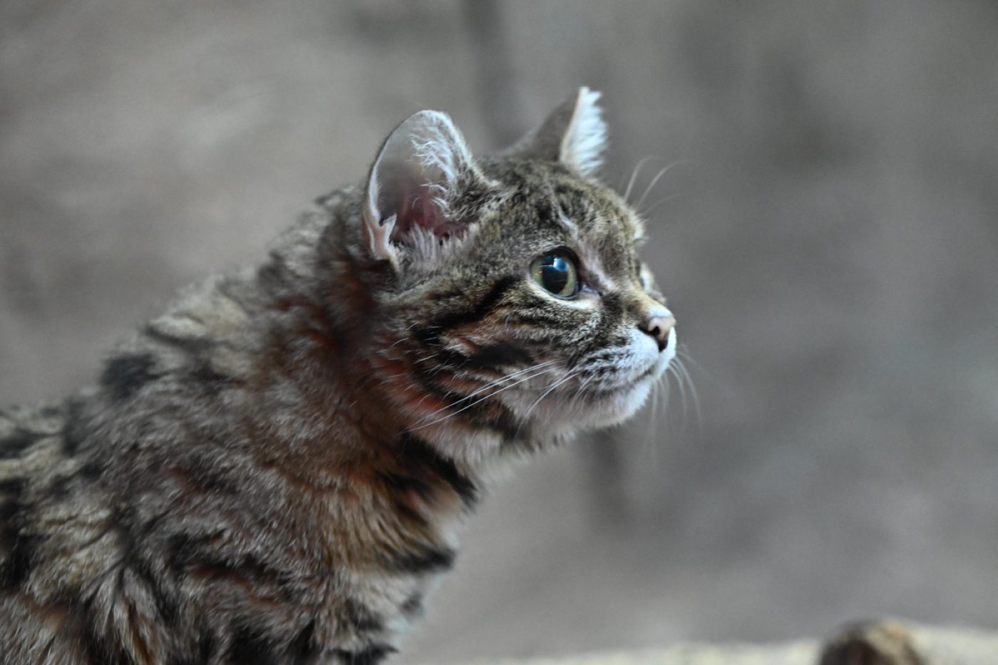 A captive black-footed cat photographed by a Zoo-EV volunteer