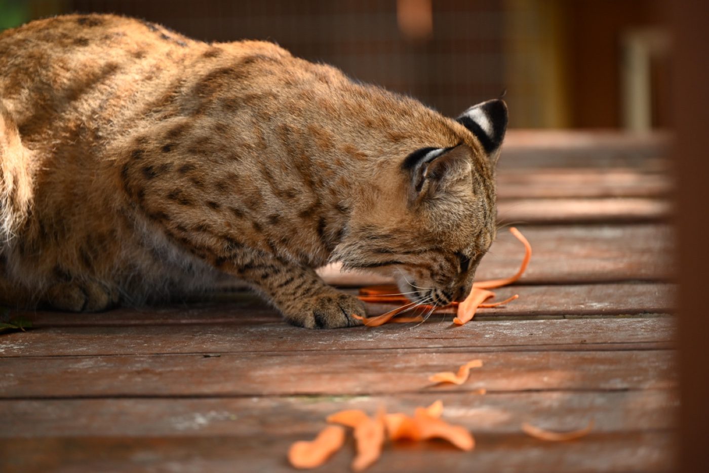 A captive bobcat photographed by a Zoo-EV volunteer