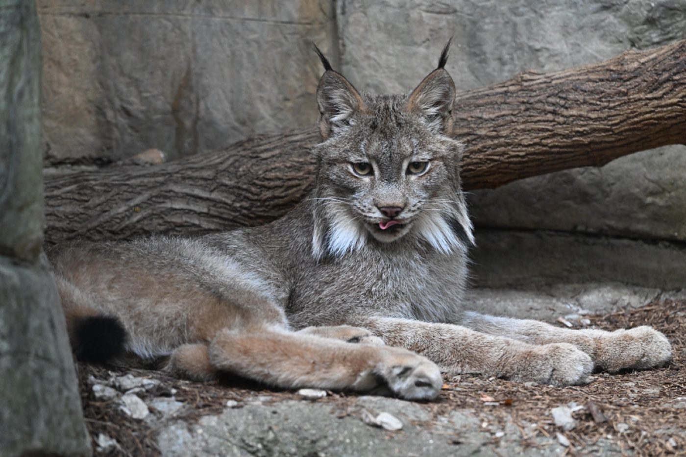 A captive canada lynx photographed by a Zoo-EV volunteer
