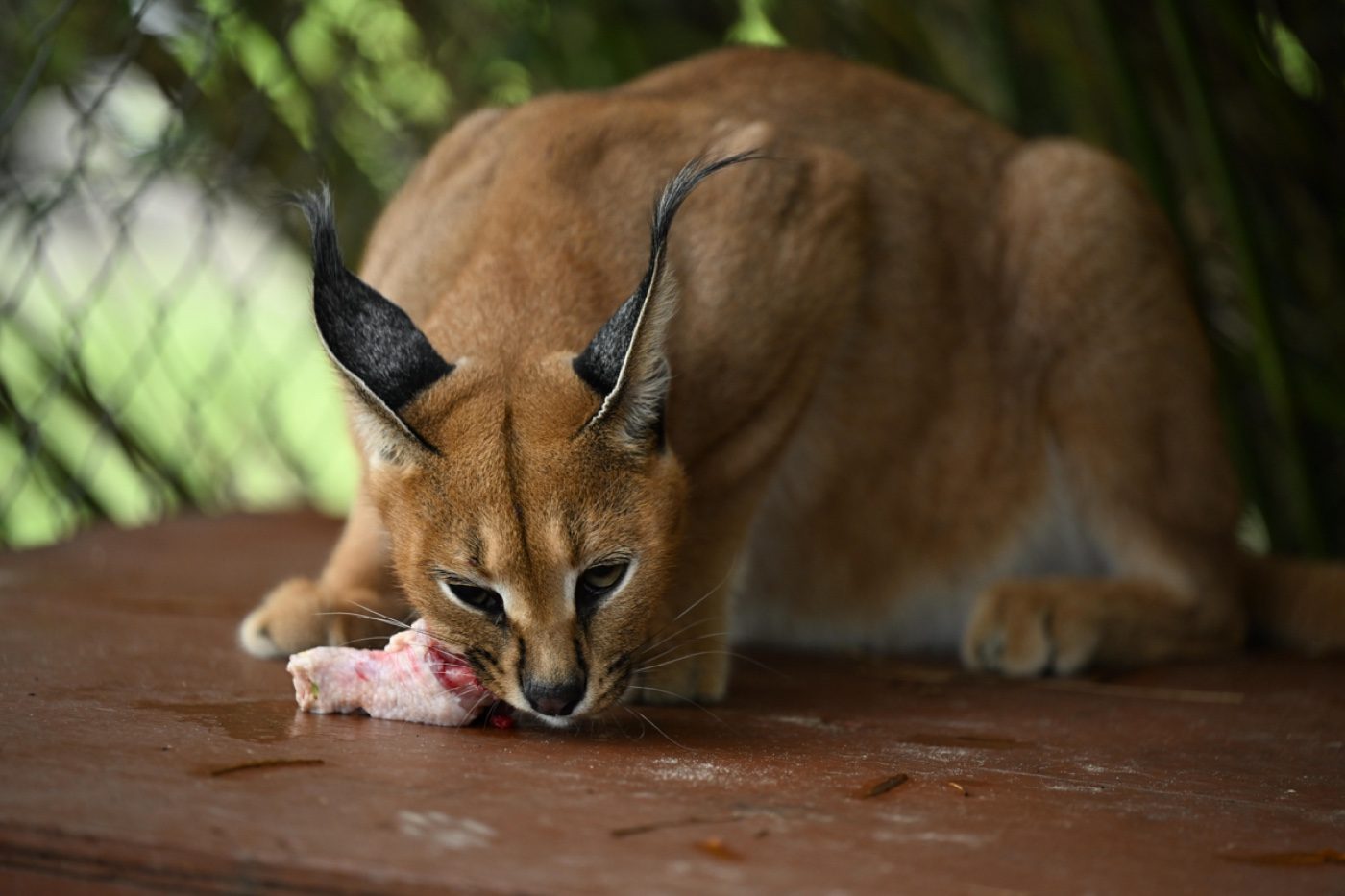 A captive caracal photographed by a Zoo-EV volunteer