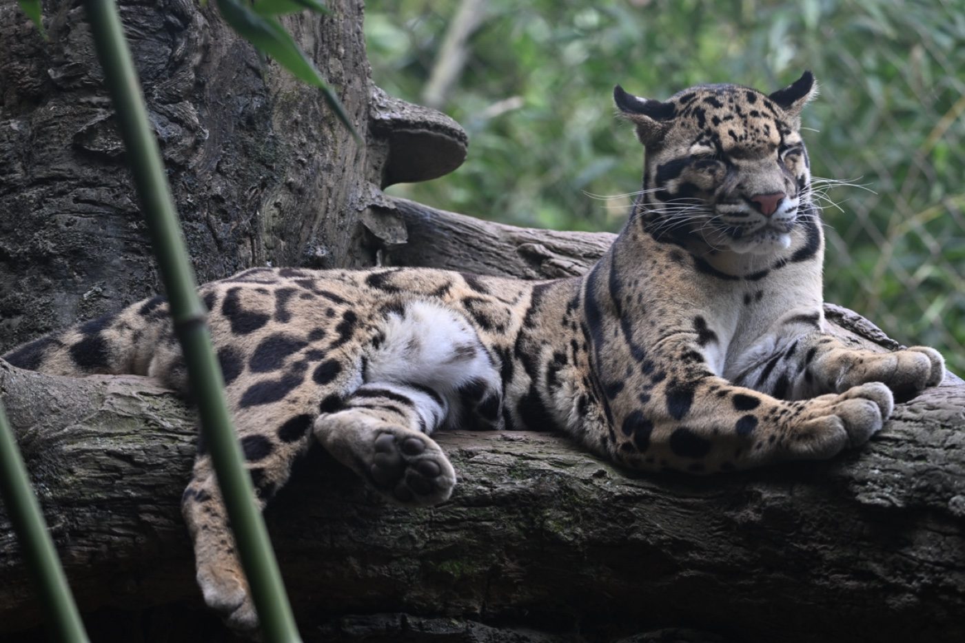 A captive clouded leopard photographed by a Zoo-EV volunteer