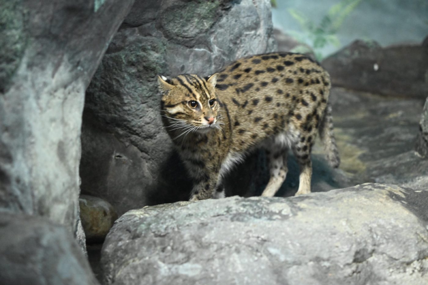 A captive fishing cat photographed by a Zoo-EV volunteer