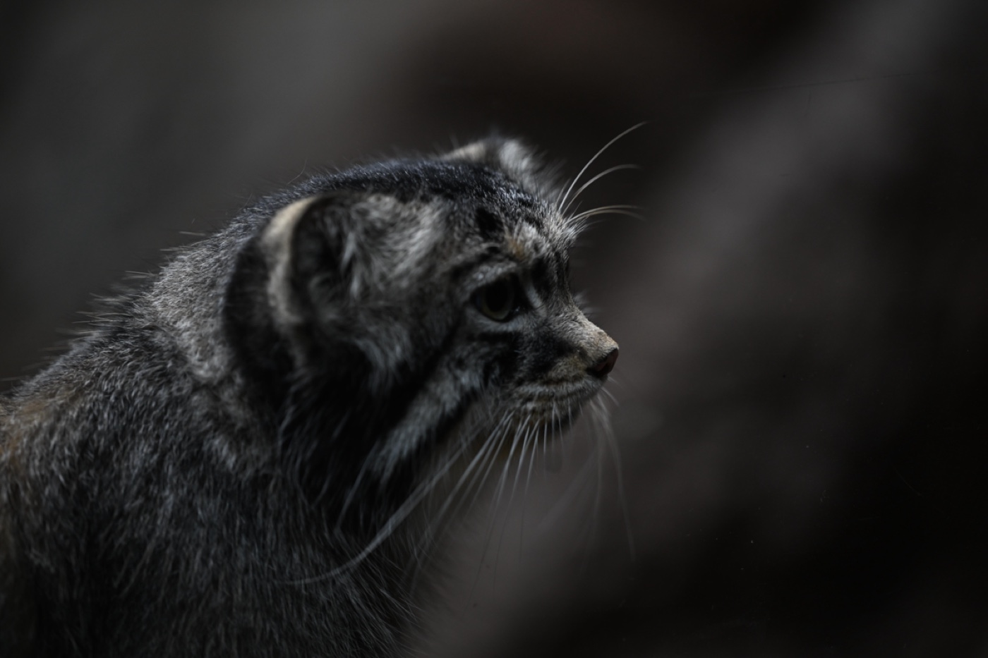 A captive pallas’s cat photographed by a Zoo-EV volunteer